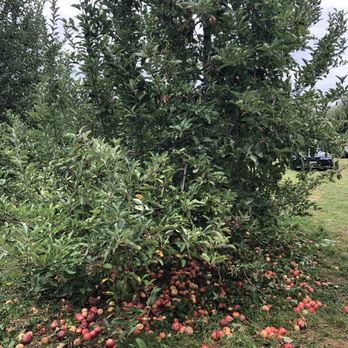 Stribling Orchard - Many families with kids were playing around having fun that it's ok, but they didn't realize how much fruit was wasted :( - Fruits & Veggies Near Me - Markham, Virginia