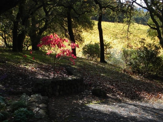 Farella Vineyard by null