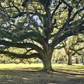 Audubon Park - An amazing oak tree with Spanish moss. Gorgeous - Parks Near Me - New Orleans, Louisiana Audubon Park - An amazing oak tree with Spanish moss. Gorgeous - Parks Near Me - New Orleans, Louisiana