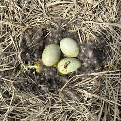 Sun Chinese Massage - Eggs