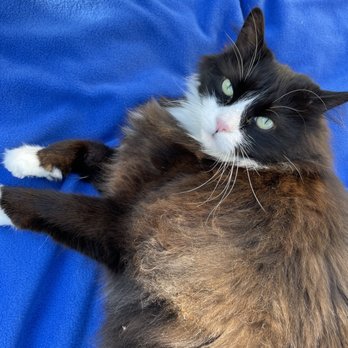 melrose animal clinic prices