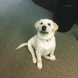 Visiting Angels - Clients sometimes come with companions who need a little care too.