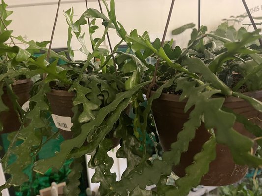 The Plant Outpost by null