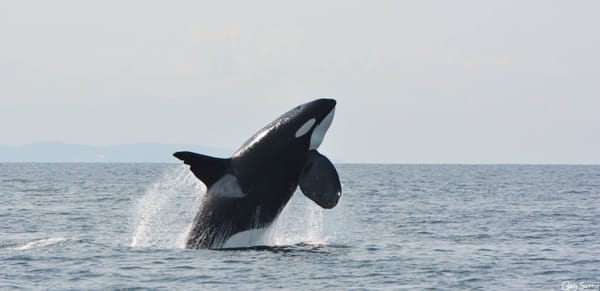Steveston Seabreeze Adventures Vancouver by null