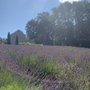 Photo of Crescent Valley Lavender Farm