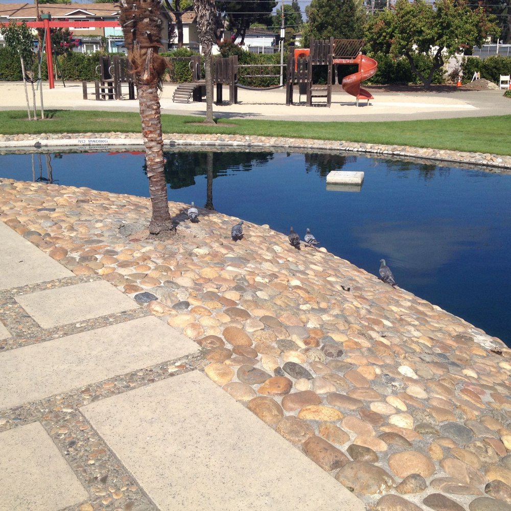 Braly Park - Pigeons - Parks Near Me - Sunnyvale, California