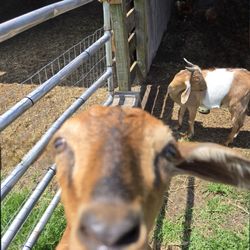 Papa's Farm and Mini Friends
