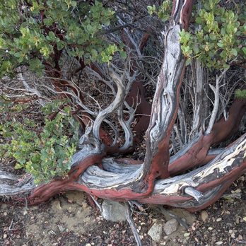 Devil's Punchbowl Natural Area - Interesting tree - Hiking Near Me - Pearblossom, California Devil's Punchbowl Natural Area - Interesting tree - Hiking Near Me - Pearblossom, California