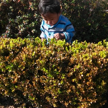 Unidad Park - Here's my son wondering around near the bushes. - Parks Near Me - Los Angeles, California