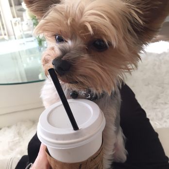 Corvo Coffee - CORVO's Chai Tea Latte is the best in NYC - Coffee & Tea Near Me - New York, New York Corvo Coffee - CORVO's Chai Tea Latte is the best in NYC - Coffee & Tea Near Me - New York, New York