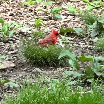 Prospect Park - Cardinal bird - Parks Near Me - Brooklyn, New York