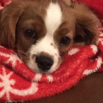 Hello Puppies - Pet Breeders Near Me - Temecula, California Hello Puppies - Pet Breeders Near Me - Temecula, California