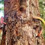 Photo of Old Bicycle In the Tree