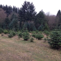 Point Valdimar Farm - Unsheared noble and grand fir, sheared Norway spruce.