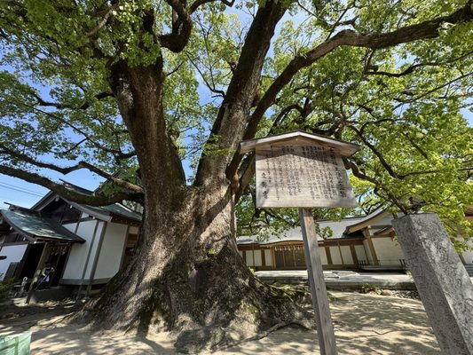 Dazaifu-tenmangu Shrine by null