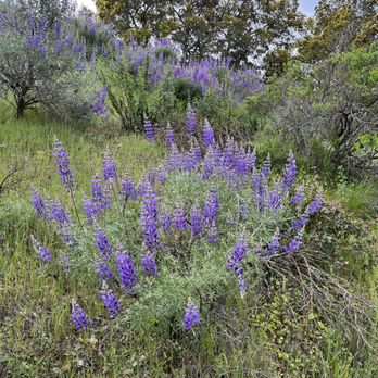 Moller Ranch Trails - Wildflowers - Hiking Near Me - Pleasanton, California