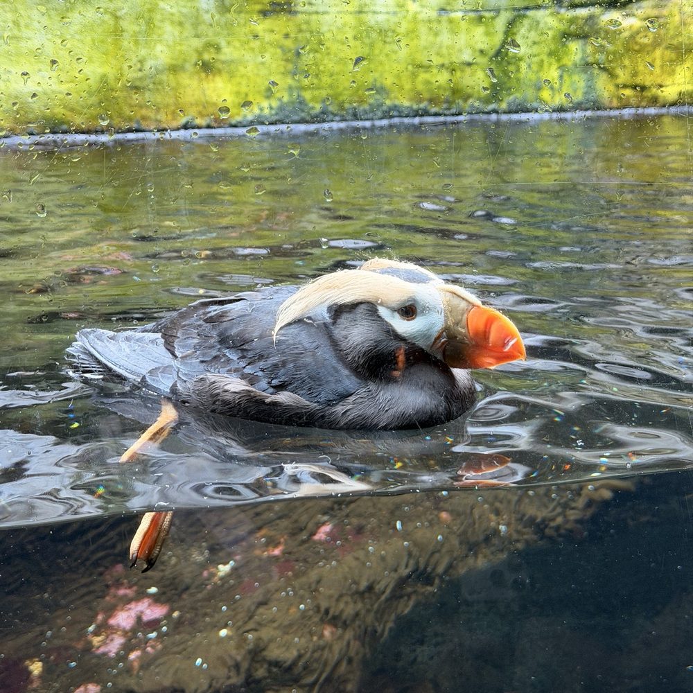 Seattle Aquarium - Aquariums Near Me - Seattle, Washington Seattle Aquarium - Aquariums Near Me - Seattle, Washington