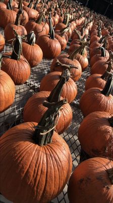 Robinson Greenhouses