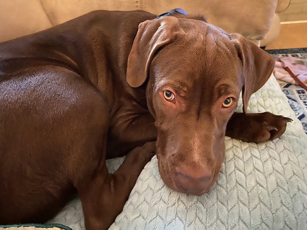 EAST TEXAS VETERINARY CLINIC 10 Reviews 3441 US Highway 69 S