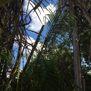 G&V Shalom Tree Care - a view of the sky through the trees - Tree Services Near Me - Pompano Beach, Florida G&V Shalom Tree Care - a view of the sky through the trees - Tree Services Near Me - Pompano Beach, Florida