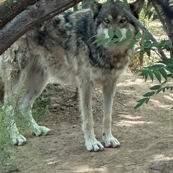 Sedona Wolf Sanctuary - Yiva, a shy beautiful wolf - Community Service/Non-Profit Near Me - Sedona, Arizona Sedona Wolf Sanctuary - Yiva, a shy beautiful wolf - Community Service/Non-Profit Near Me - Sedona, Arizona