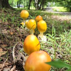 Mushrooms