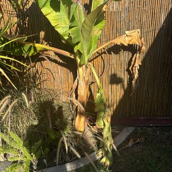 Juan's Gardening Services - Banana Tree - Lawn Services Near Me Juan's Gardening Services - Banana Tree - Lawn Services Near Me