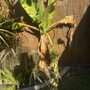 Juan's Gardening Services