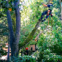 Roots Tree Services