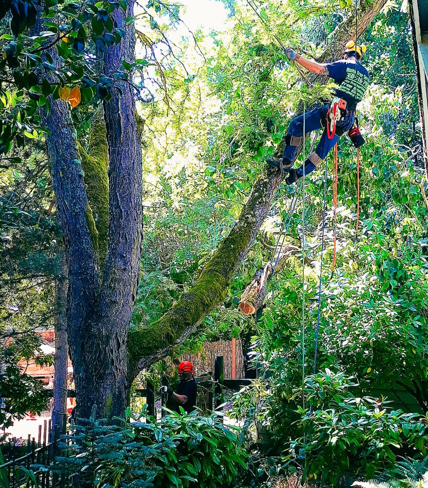 ROOTS TREE SERVICES - Updated March 2026 - 15 Photos - Kitsap ...
