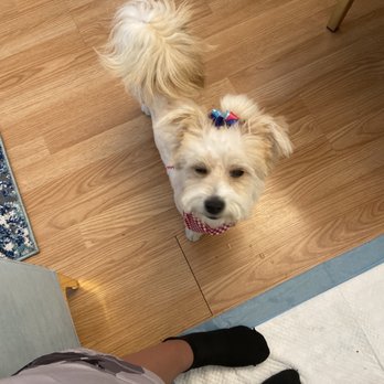 Splash Doggie - Pet Groomers Near Me - Burbank, California