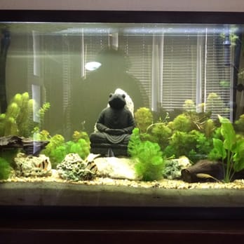 Neighborhood Fish Farm - I finished planting the plants in my fish tank! Thank you neighborhood Fish Farm for such great plants!!! - Local Fish Stores Near Me - Miami, Florida Neighborhood Fish Farm - I finished planting the plants in my fish tank! Thank you neighborhood Fish Farm for such great plants!!! - Local Fish Stores Near Me - Miami, Florida