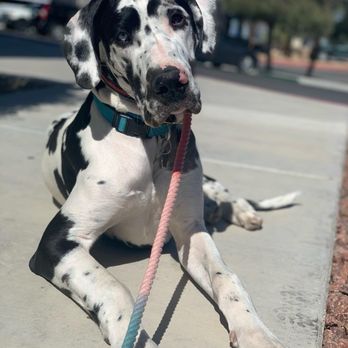 Zenith K9 - Pet Training Near Me - Las Vegas, Nevada Zenith K9 - Pet Training Near Me - Las Vegas, Nevada