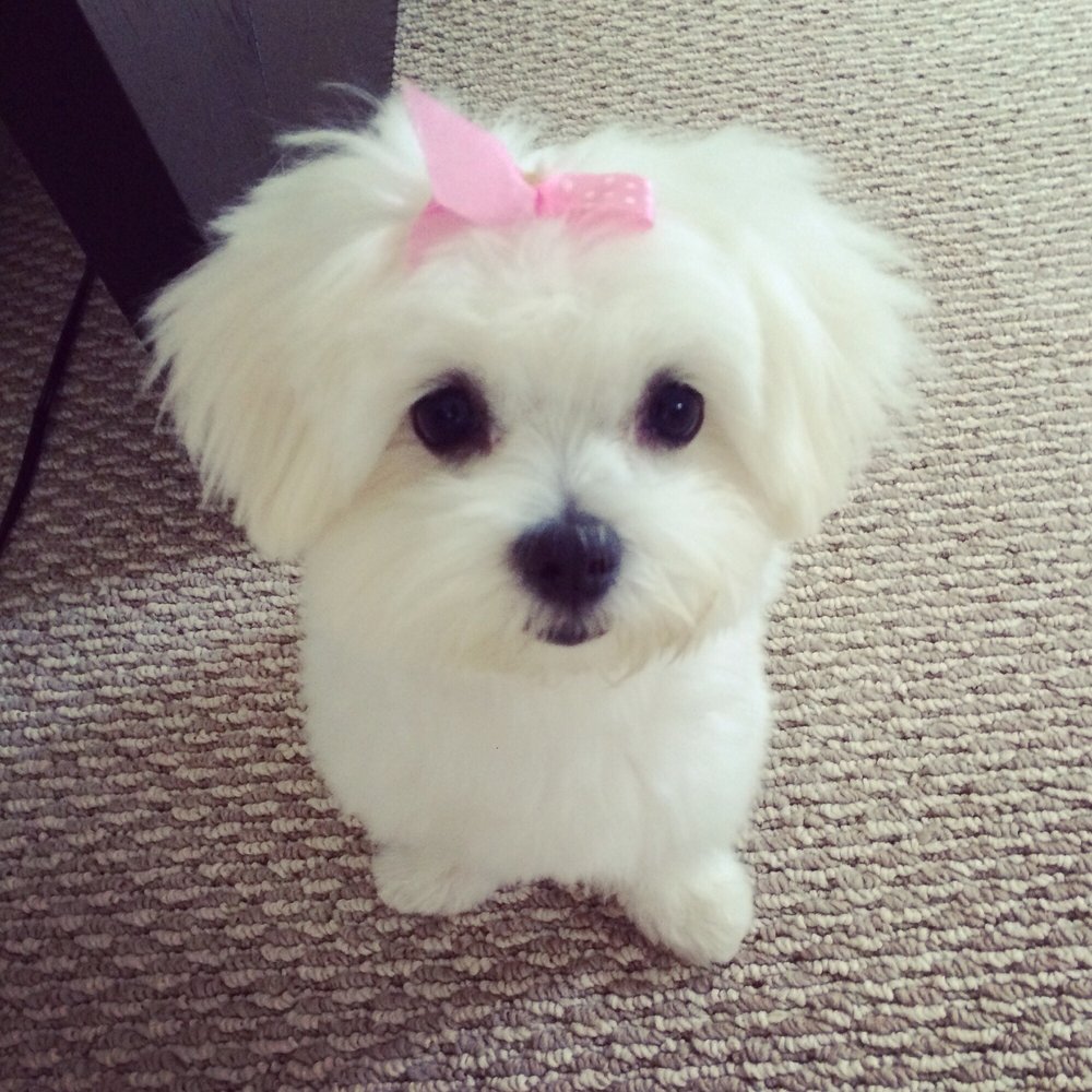 Happy Tails Dog Spa - 1 day after the groomer's. :) - Pet Groomers Near Me - Torrance, California