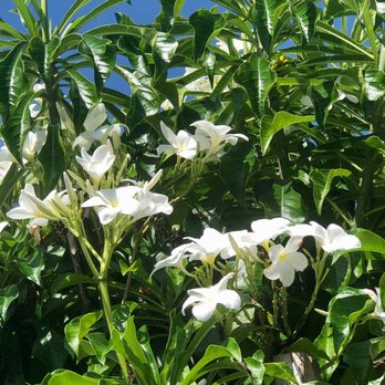 flowers - Peluria bride's bouquet - Active Life Near Me - Planta de Lucena, PB