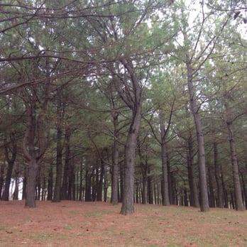 Jacobson Park - Some of the pine trees that I planted with many other people, during Reforest The Bluegrass 2008. - Playgrounds Near Me - Lexington, Kentucky