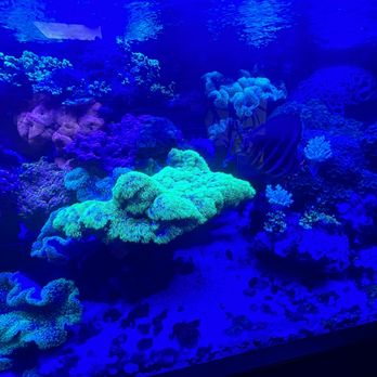 The Fish and Coral Store - Aquarium Services Near Me - Los Alamitos, California The Fish and Coral Store - Aquarium Services Near Me - Los Alamitos, California