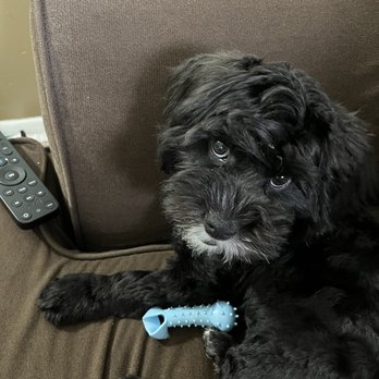 Zen Animals - Oreo is relaxed and unbothered after enjoying his spa day at Zen. - Pet Groomers Near Me - Brooklyn, New York Zen Animals - Oreo is relaxed and unbothered after enjoying his spa day at Zen. - Pet Groomers Near Me - Brooklyn, New York