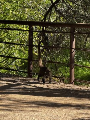 Boyce Thompson Arboretum by null