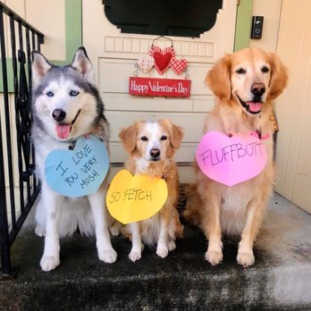 Classic Tails - Pet Groomers Near Me - Petaluma, California Classic Tails - Pet Groomers Near Me - Petaluma, California