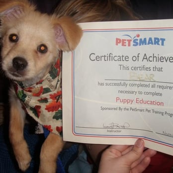 chihuahua clothes petsmart