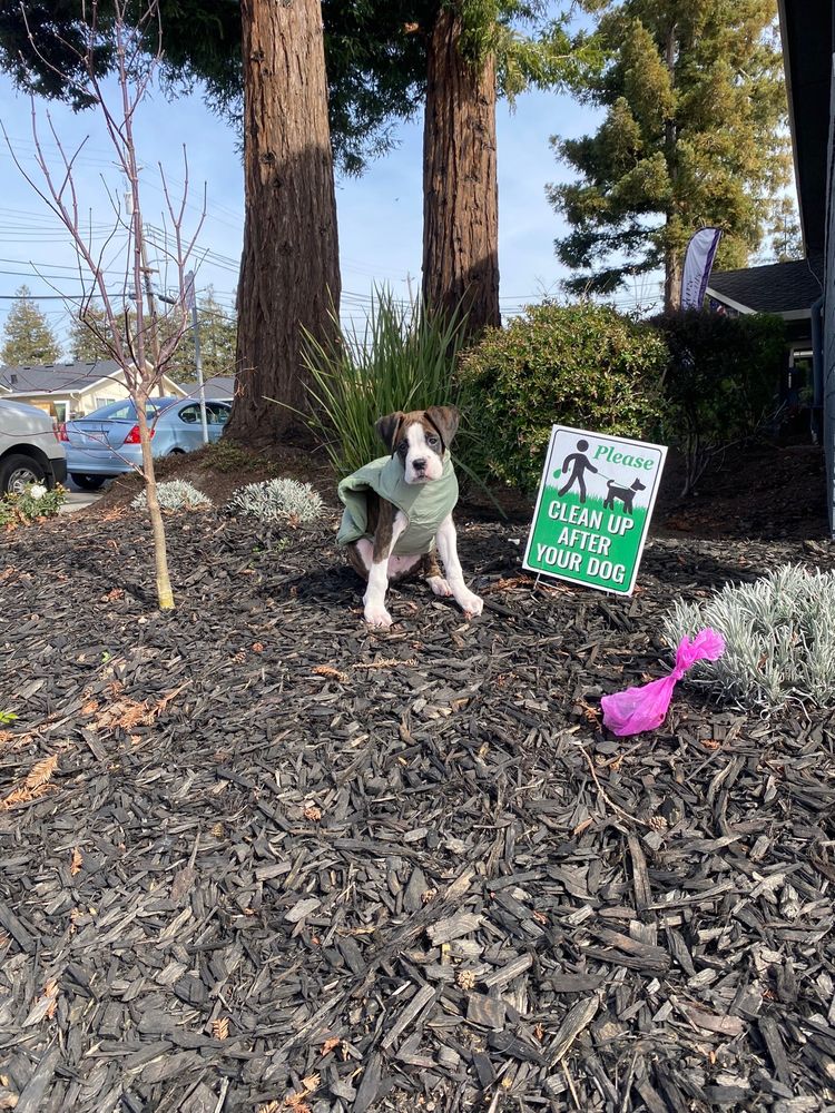 TIMBERLANE APARTMENTS 382 Harris, Hayward, California Apartments