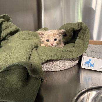 Hickory Hill Veterinary Services - Christopher from AnimalLuvr's Dream Rescue! - Veterinarians Near Me - Tampa, Florida Hickory Hill Veterinary Services - Christopher from AnimalLuvr's Dream Rescue! - Veterinarians Near Me - Tampa, Florida