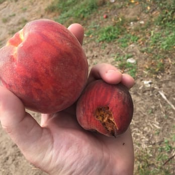 Davis Peach Farm - Peach on the left was off limits but they forced us to pick the peach on the right. Do not come here unless you like shit - Fruits & Veggies Near Me - Wading River, New York