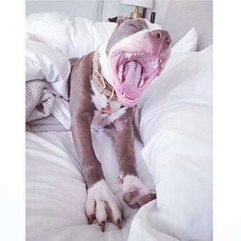WoofMeow - Yawn.. it's too early!!!
Max - Upper West Side - Dog Walkers Near Me - Brooklyn, New York WoofMeow - Yawn.. it's too early!!!
Max - Upper West Side - Dog Walkers Near Me - Brooklyn, New York