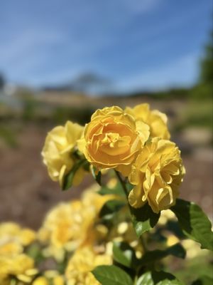 Lewis Ginter Botanical Garden by null