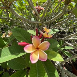 Florida Colors Nursery - Bloom