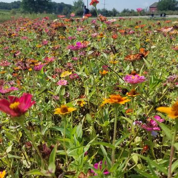 Manchester Blooms - Manchester Blooms - Pick Your Own Farms Near Me - Manchester, Michigan Manchester Blooms - Manchester Blooms - Pick Your Own Farms Near Me - Manchester, Michigan