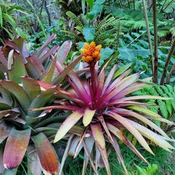 Aloha Crater Lodge