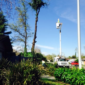 Robert's Tree Care - Taking off the foliage. - Tree Services Near Me - Stockton, California